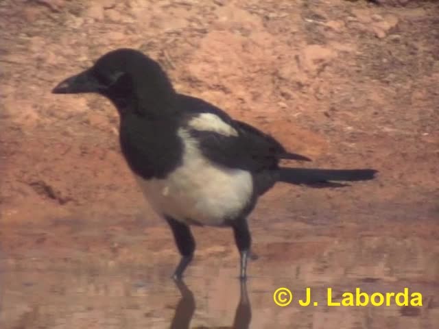 Eurasian Magpie (Iberian) - ML201933131