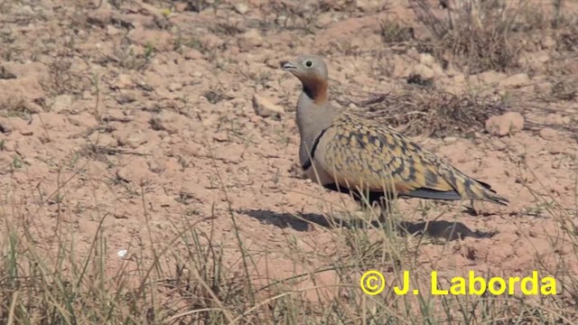 Black-bellied Sandgrouse - ML201933141