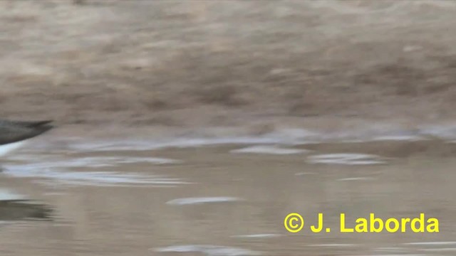 Green Sandpiper - ML201933191