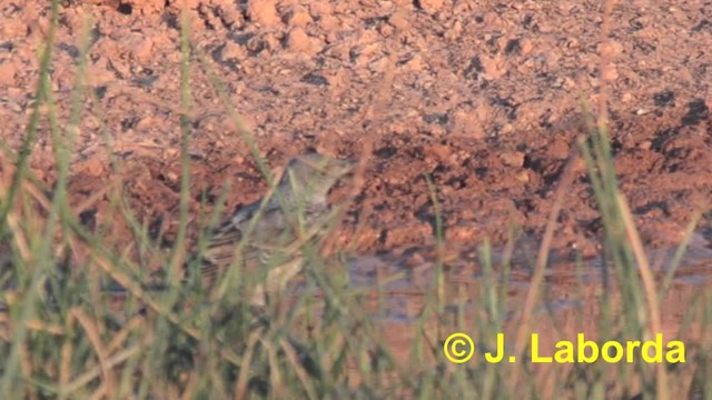 Rufous-tailed Rock-Thrush - ML201933231