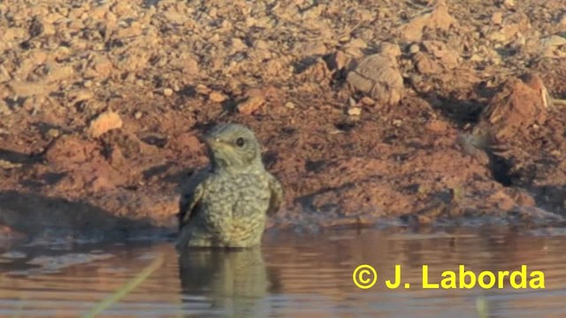 Rufous-tailed Rock-Thrush - ML201933271