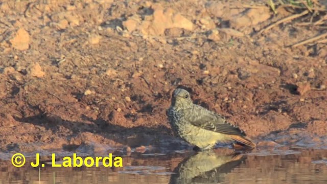 Rufous-tailed Rock-Thrush - ML201933291