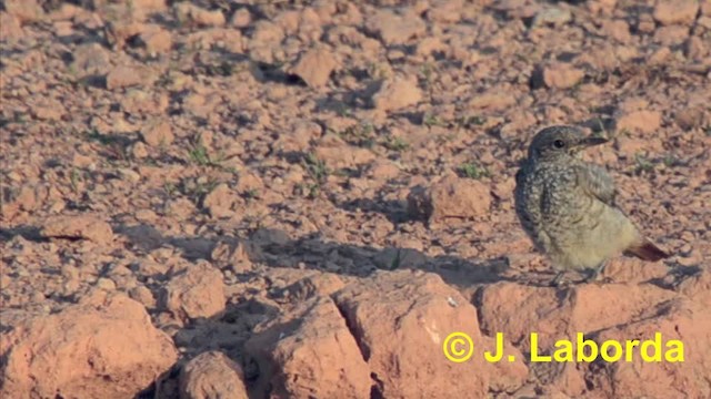 Rufous-tailed Rock-Thrush - ML201933311