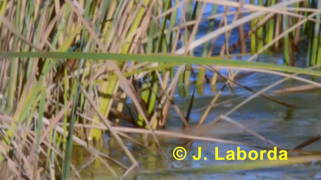 Common Kingfisher (Common) - ML201933321