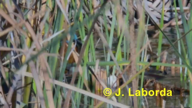 Common Kingfisher (Common) - ML201933341