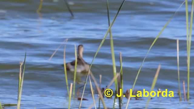 Little Grebe (Little) - ML201933351