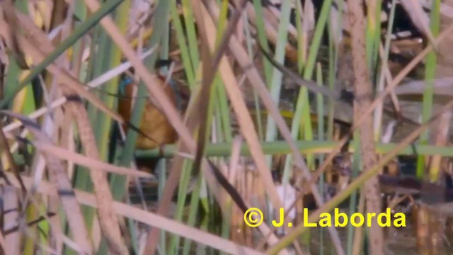 Common Kingfisher (Common) - ML201933361
