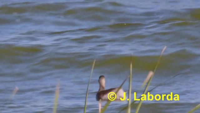 Little Grebe (Little) - ML201933371