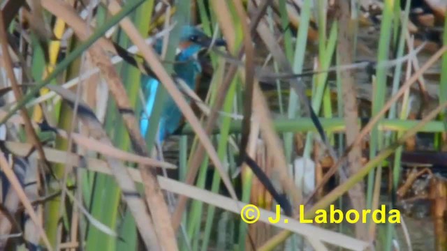 Common Kingfisher (Common) - ML201933381