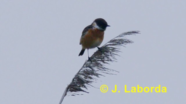 European Stonechat - ML201933521