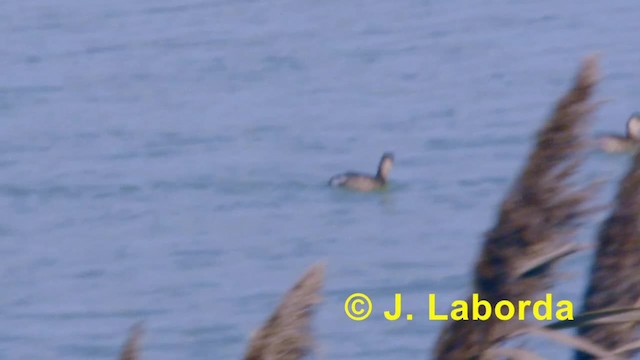 Little Grebe (Little) - ML201933591