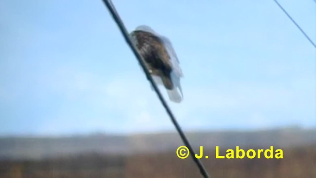 Common Buzzard (Western) - ML201933711