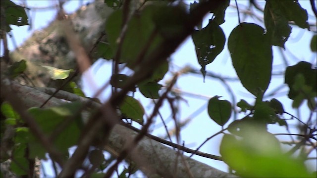 Bulbul del Kilimanjaro Cejinegro - ML201933721