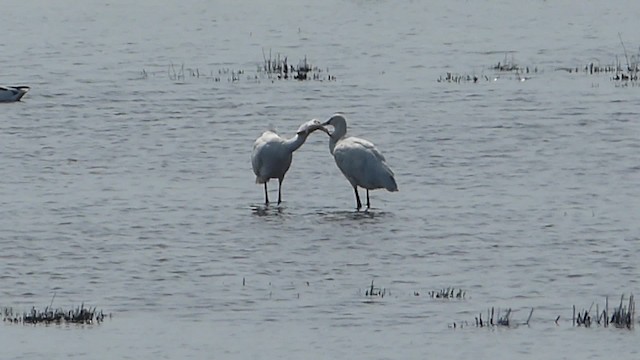 Eurasian Spoonbill - ML201933761