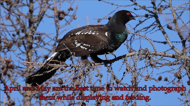 Black-billed Capercaillie - ML201933791