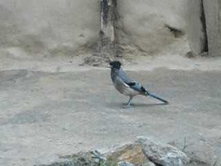 Black-headed Jay - ML201933801