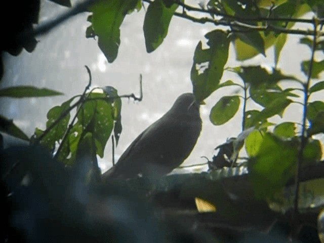 Jungle Babbler (Jungle) - ML201933861