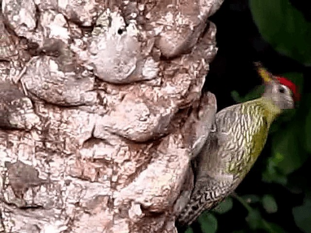 Streak-throated Woodpecker - ML201933871