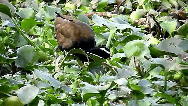 Jacana bronzé - ML201933891