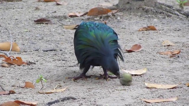 Nicobar Pigeon - ML201933911