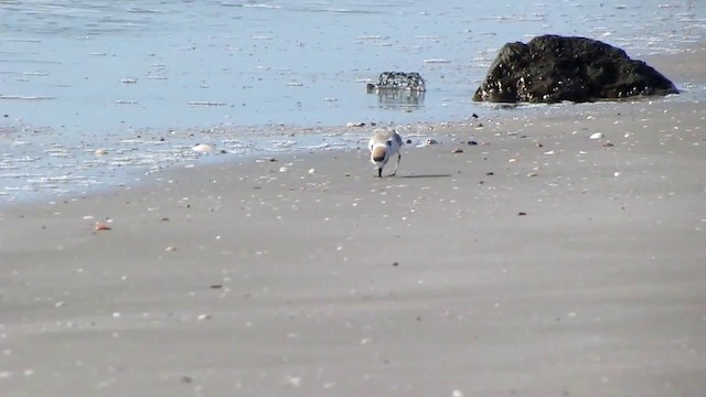 White-faced Plover - ML201933921