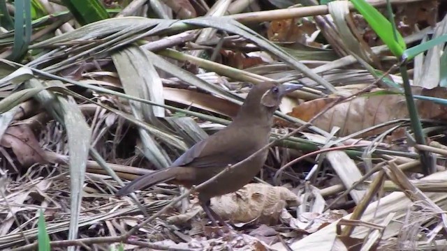 Spot-breasted Laughingthrush - ML201933931