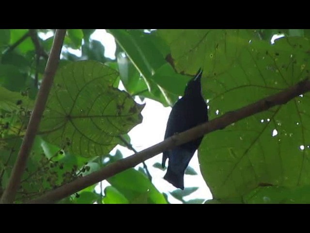 Asian Fairy-bluebird - ML201933981