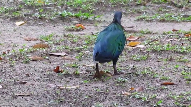 Nicobar Pigeon - ML201933991