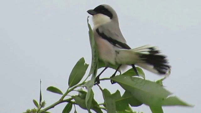 Lesser Gray Shrike - ML201934011