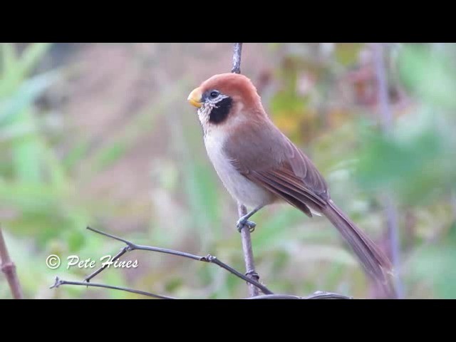 Paradoxornis fléché - ML201934021