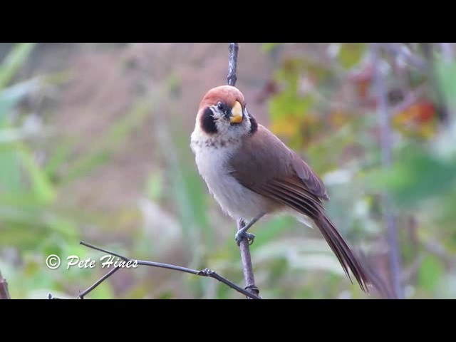 Spot-breasted Parrotbill - ML201934031