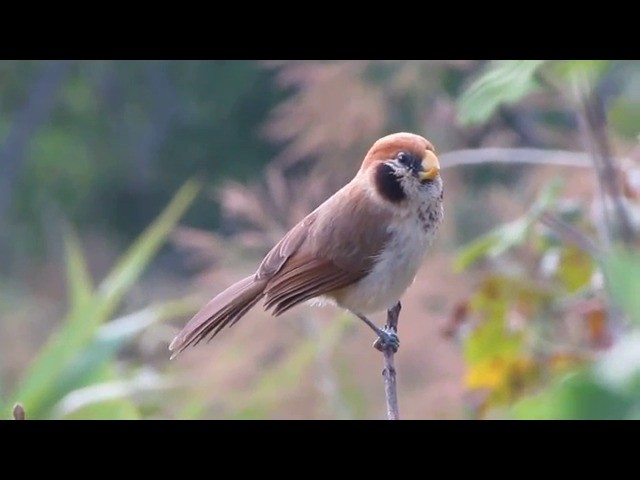 Spot-breasted Parrotbill - ML201934041