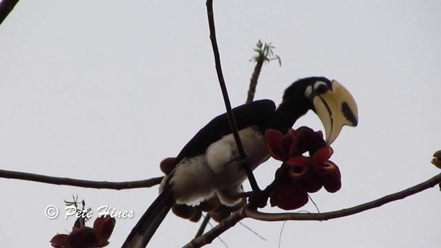 Oriental Pied-Hornbill - ML201934071