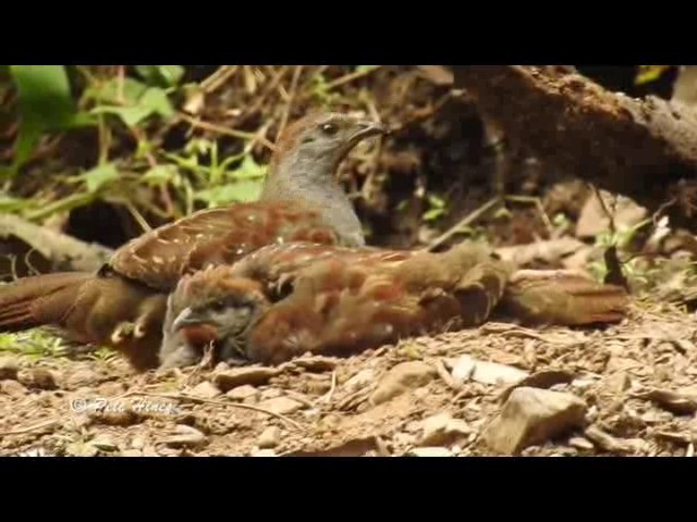 Taiwan Bamboo-Partridge - ML201934121