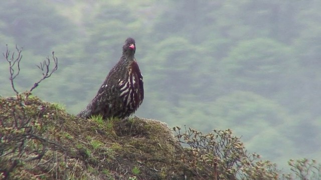 Snow Partridge - ML201934191