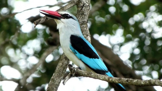 Woodland Kingfisher - ML201934251