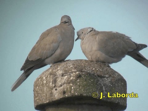 Eurasian Collared-Dove - ML201934321