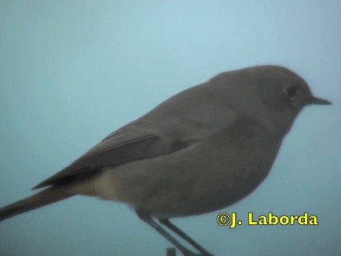 Горихвістка чорна (підвид gibraltariensis/aterrimus) - ML201934341