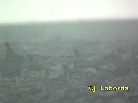 Kılkuyruk Bağırtlak (alchata) - ML201934351