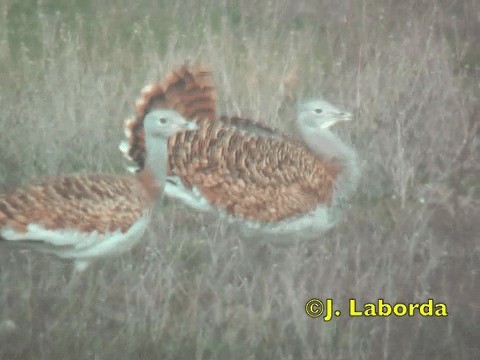 Great Bustard - ML201934411