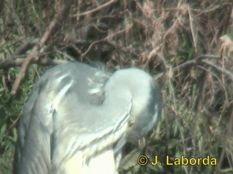 Gray Heron (Gray) - ML201934491