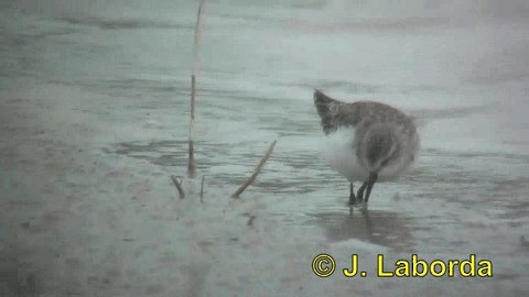 Little Stint - ML201934711