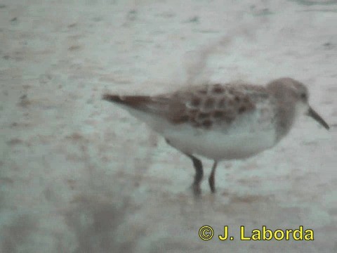 Little Stint - ML201934721