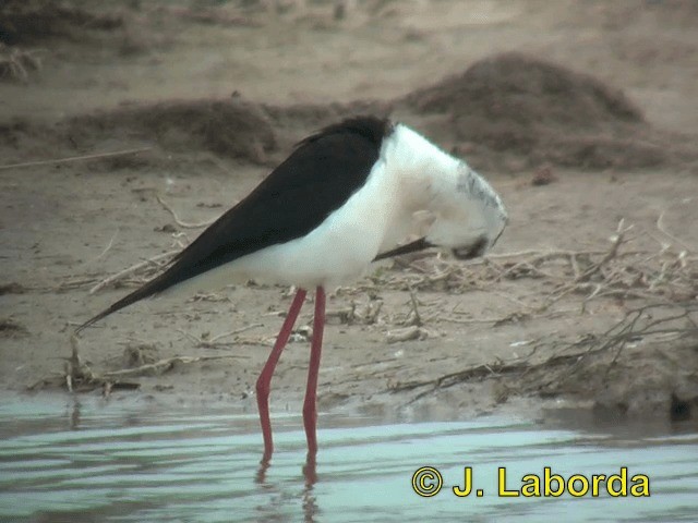 Cigüeñuela Común - ML201934821