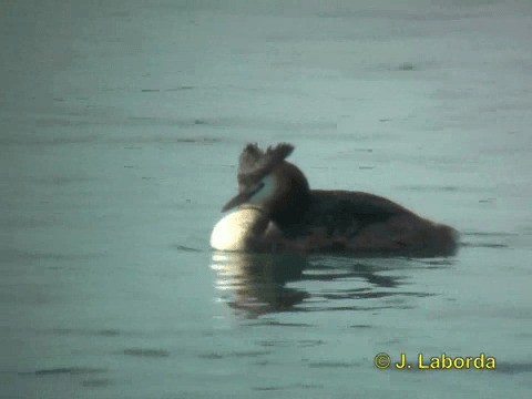 Great Crested Grebe - ML201934841