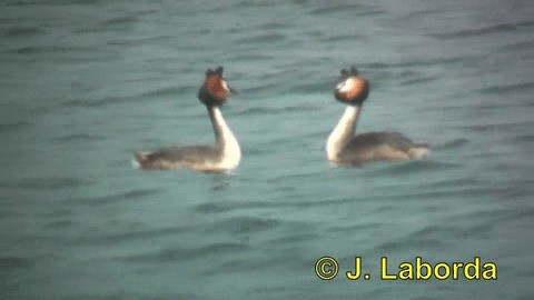 Great Crested Grebe - ML201934861