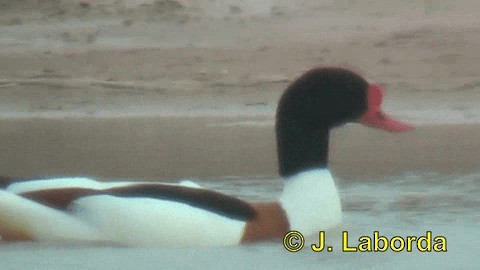 Common Shelduck - ML201934871