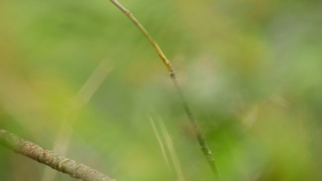 Blue-eyed Ground Dove - ML201935141