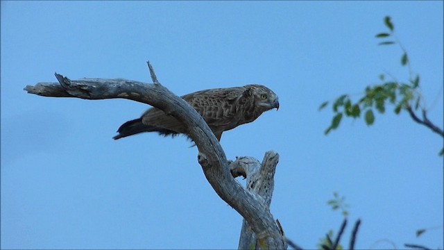 Brown Snake-Eagle - ML201935151