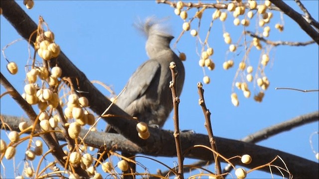 Gray Go-away-bird - ML201935161